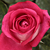 Różowy  - Róża wielkokwiatowa - Hybrid Tea - Acapella®
